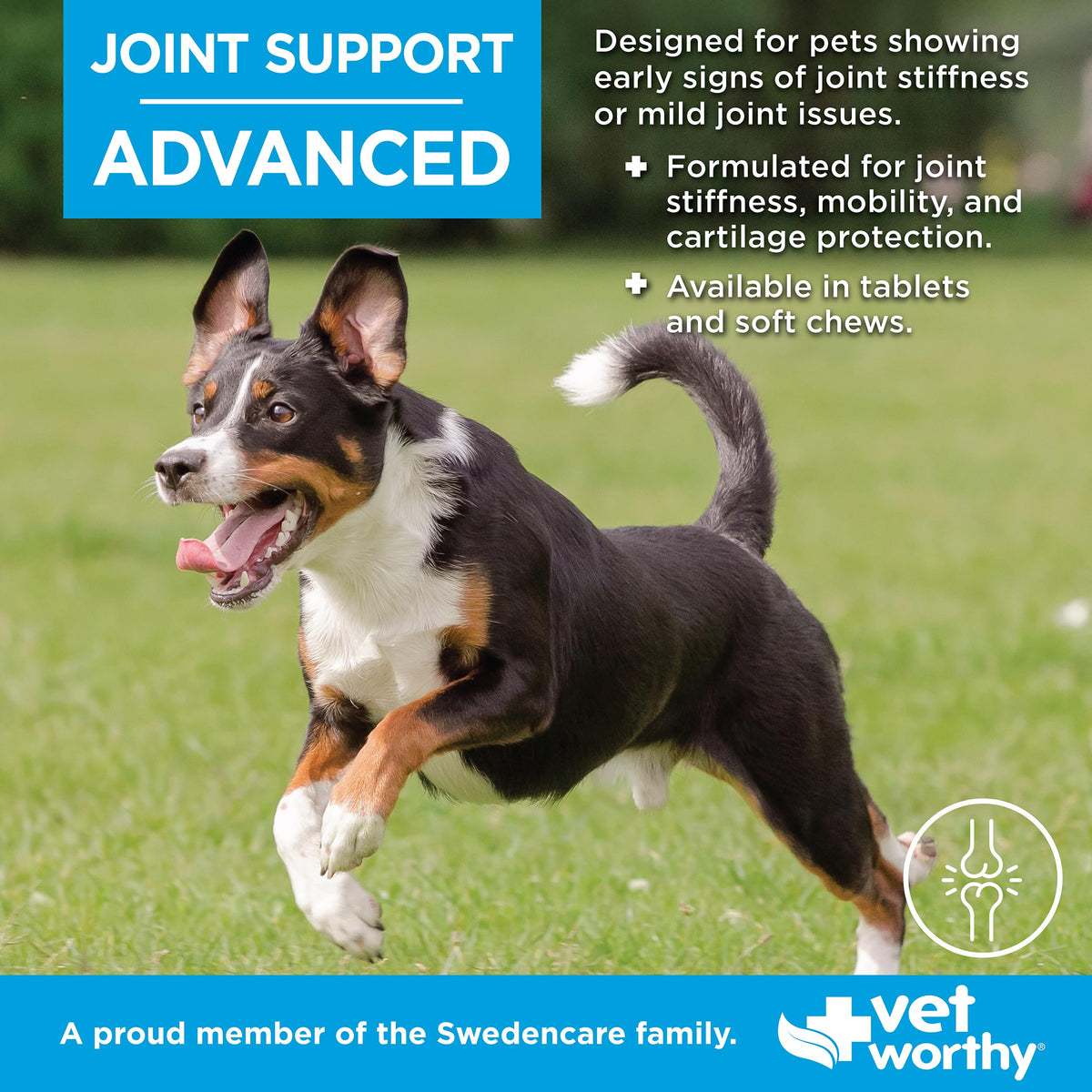Joint Support Soft Chews for Dogs 60ct Q271